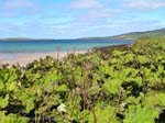 Pictures of Scotland - Orkney Islands - coastal landscape, hogweed