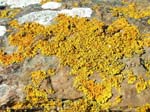 Brough of Birsay, lichen on a rock