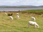 sheep grazing, Unstan
