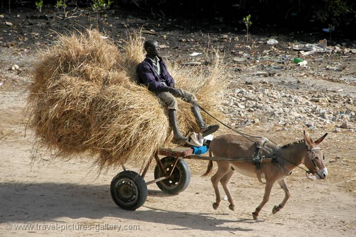 donkey cart