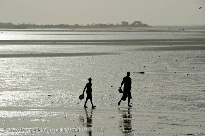 looking for clams at low tide