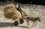 donkey cart