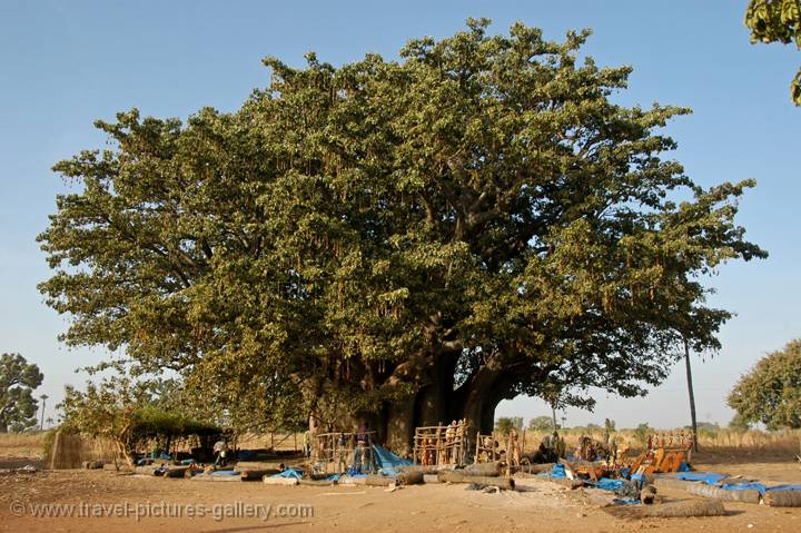 huge ancient Baobab tree