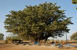 huge ancient Baobab tree
