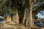 huge ancient Baobab tree, a small room inside
