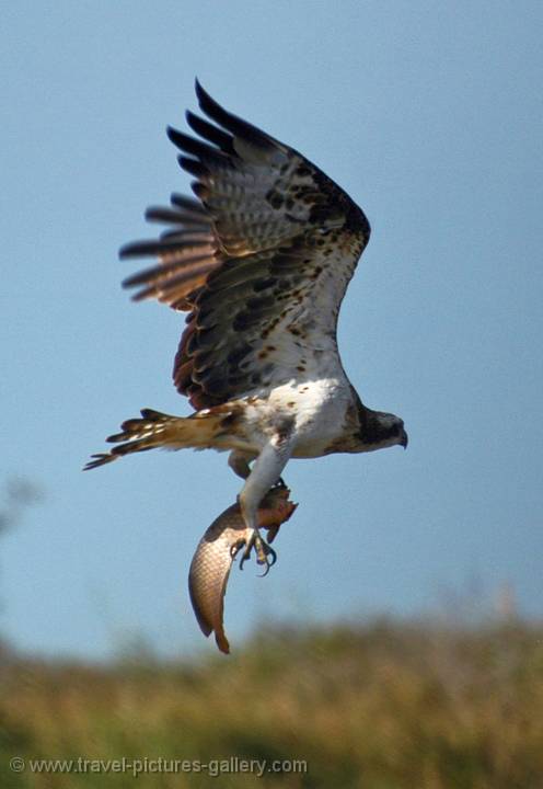 Pictures of Senegal - St.Louis-0044 - fishing eagle, Djoudj National Bird Sanctuary