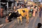 a bright yellow holy cow, from the Holi festival
