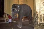 a temple elephant performs a ritual, Sri Meenakshi Temple