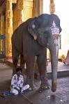 a temple elephant blesses visitors, Sri Meenakshi Temple