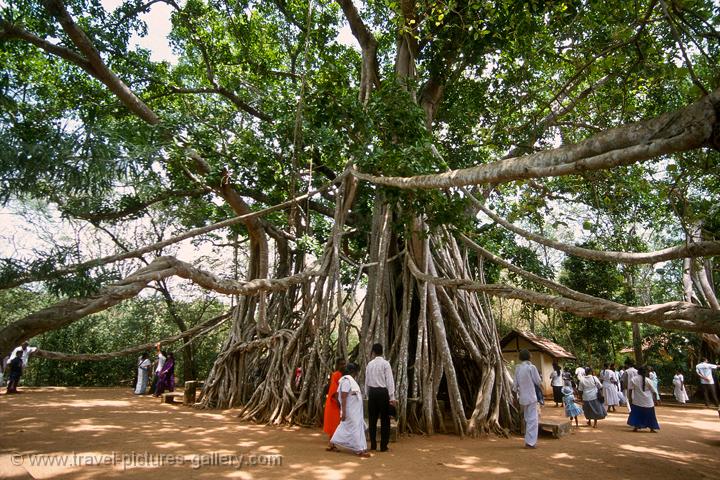 sacred Boddhi tree, Mihintale
