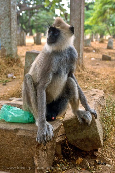 a Langur monkey