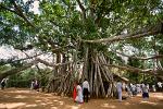 sacred Boddhi tree, Mihintale