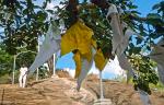 prayer flags, Mihintale