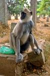 a Langur monkey