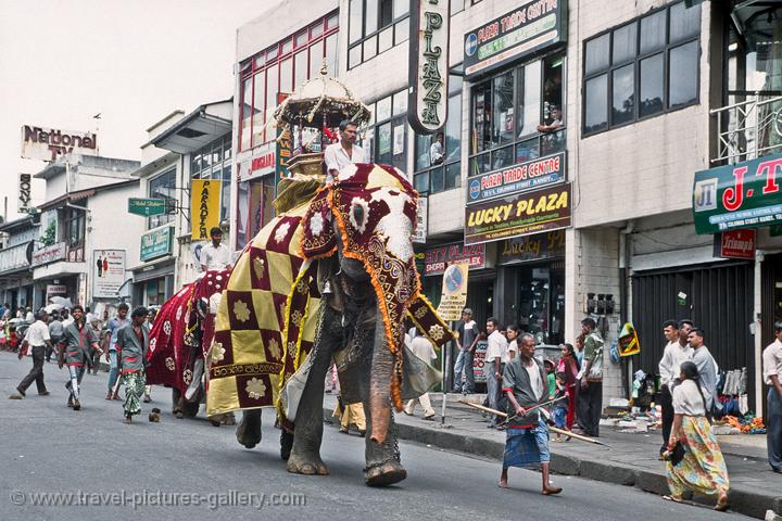 elephant procession, festival of the tooth