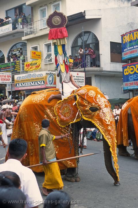 elephant procession, festival of the tooth