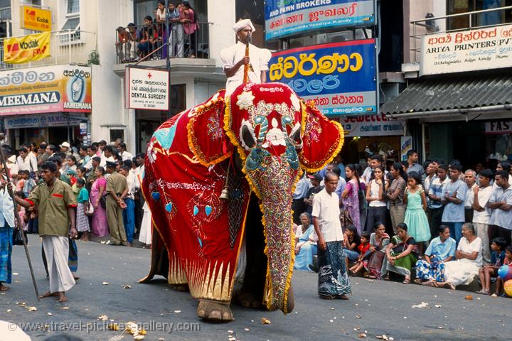 elephant procession, festival of the tooth, Kandy