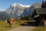 Swiss cow and Wetterhorn, Grindelwald