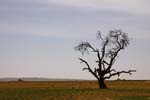 a lonely tree