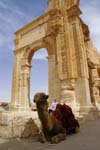 Palmyra, camel in front of arch 