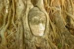 a Buddha's head in tree roots, Wat Phra Mahathat