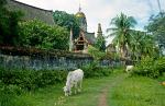 cows grazing among the temples
