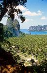 coconut palm trees, Ao Nang Beach, Krabi