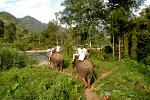 elephant trekking near Kanchanaburi