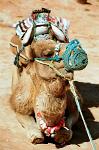 camel resting