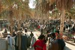 cattle market in Douz