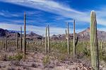 USA West by Freddy Naegels