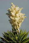 Texas - Big Bend, desert flora
