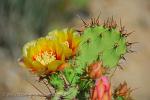 Texas - Big Bend, desert flora
