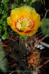 Texas - Big Bend, desert flora