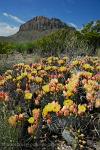 Texas - Big Bend, desert flora, cactus flower