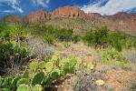 Texas - Big Bend, desert flora and landscape