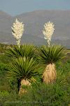 Texas - Big Bend, desert flora