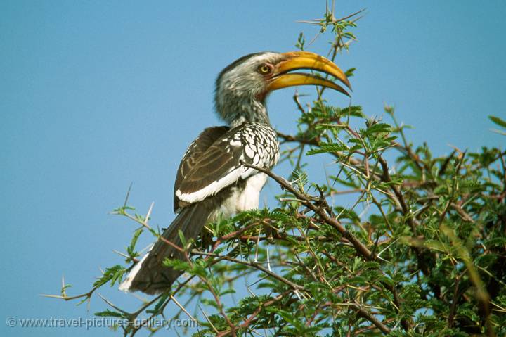 Yellow-billed hornbill , Hwange National Park, Zimbabwe