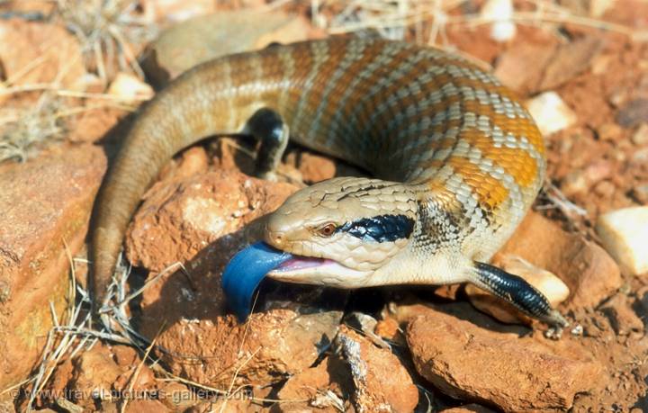 Blue- Tongued Lizzard, Alice Springs Desert Park, Australia