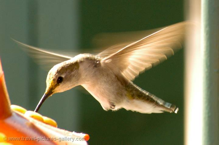 Hummingbird, Baja California, Mexico