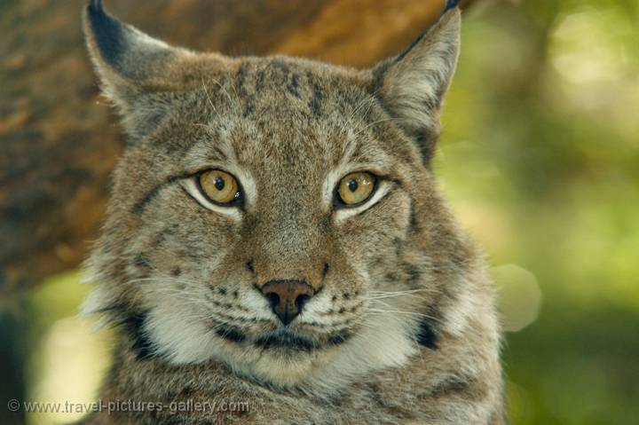 North American (Canadian) Lynx