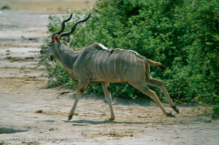 Kudu on the run, South Luangwa NP