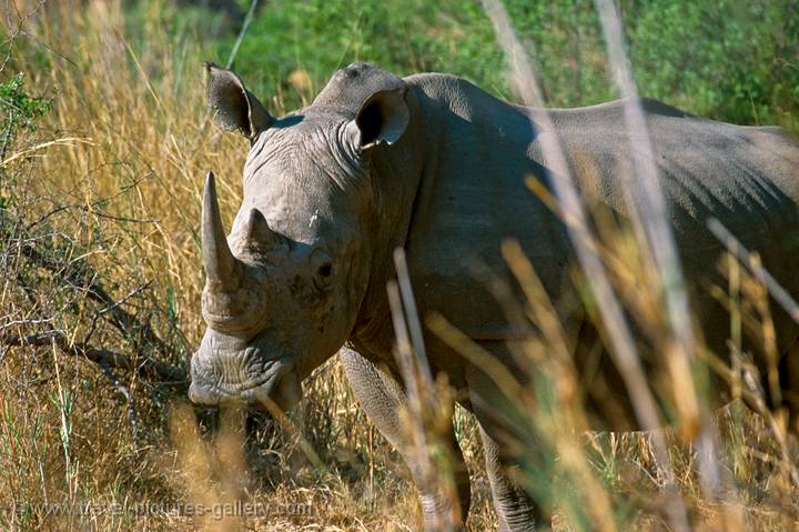 a white rhino in Matopos National Park, Zimbabwe