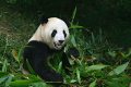 Chengdu - Sichuan province