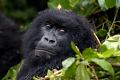 Congo (Za&iuml;re)