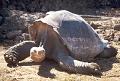 Galapagos Islands
