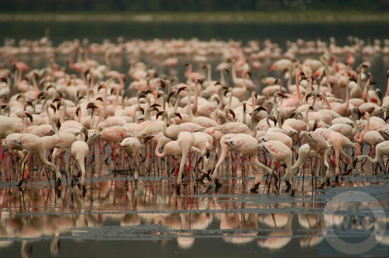 Kenya, Lake Nakuru, flamingoes