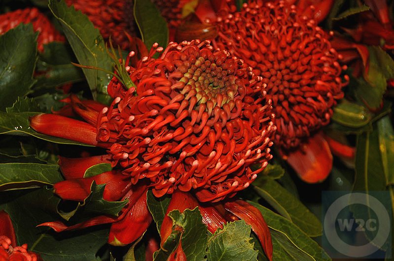 Australia, Waratah Flower