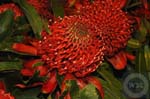 Australia, Waratah Flower, Morton National Park, Bundanoon