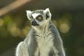 Wildlife